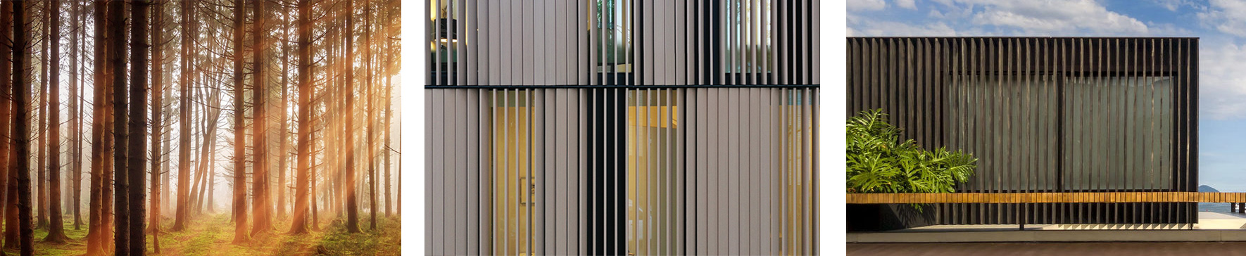 The Shimla House – Cladding precedent study A stand of trees, vertical slats on the exterior of a building in front of glass